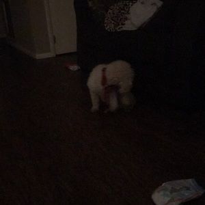 Meet your Posher, Christy